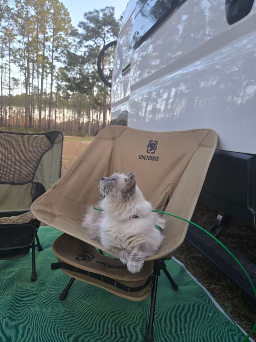 Van Life with Cats: Helping Your Feline Friend Feel at Home on the&nbsp;Road