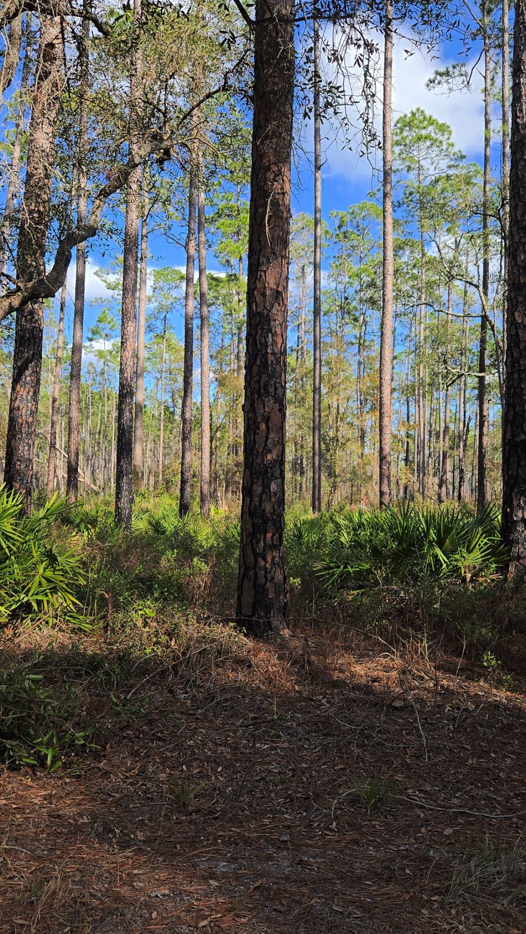 Top Apps and Websites for Finding Free Campsites and Overnight&nbsp;Parking