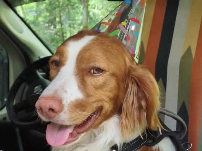 Happy Birthday, Rooster